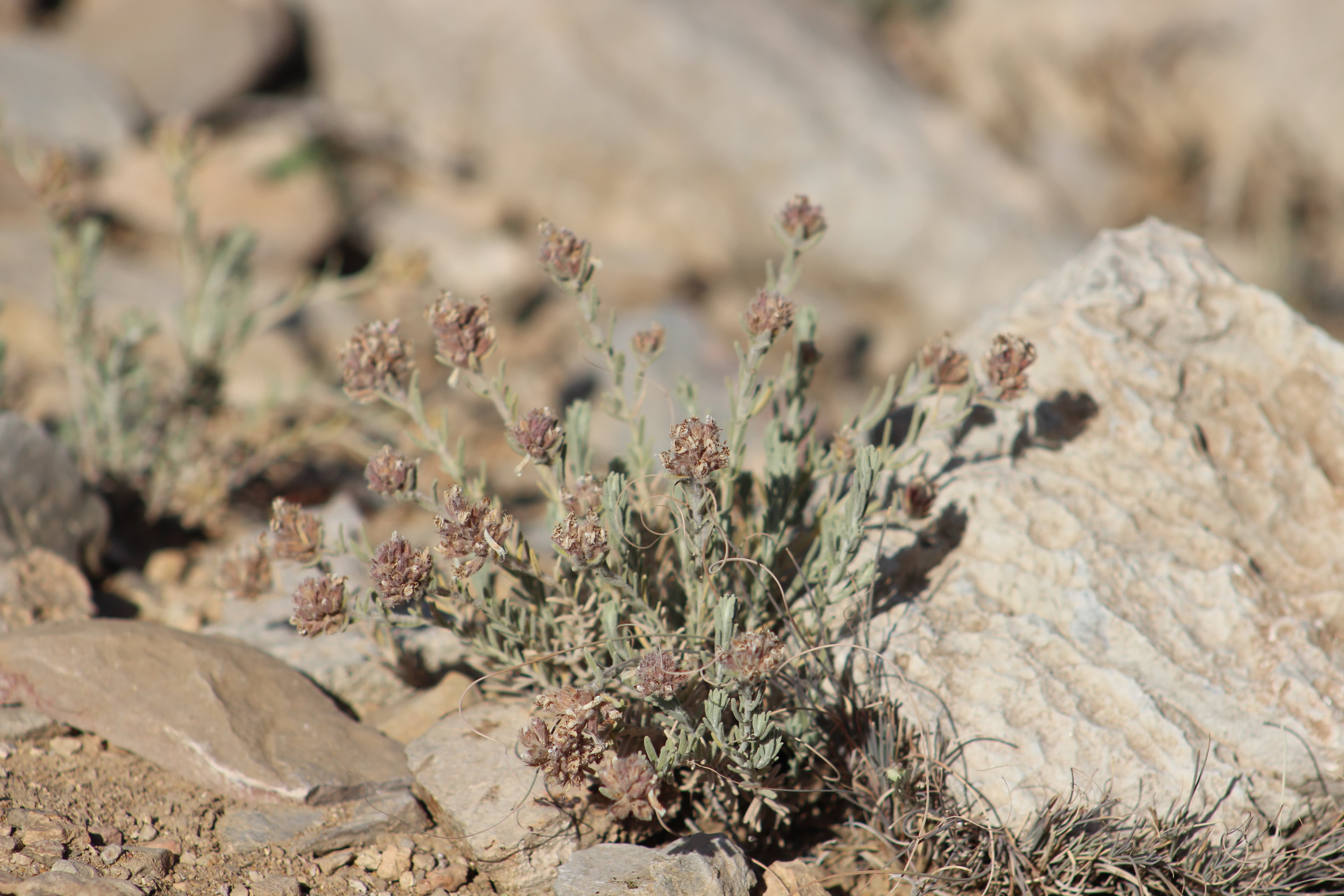 Plant Image